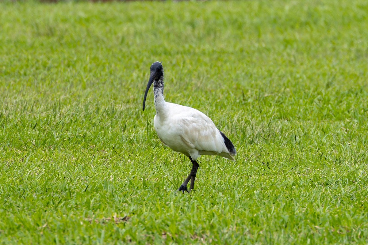 ibis australský - ML613149494