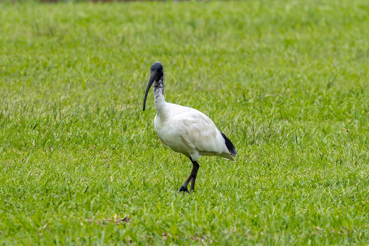 Ibis à cou noir - ML613149494