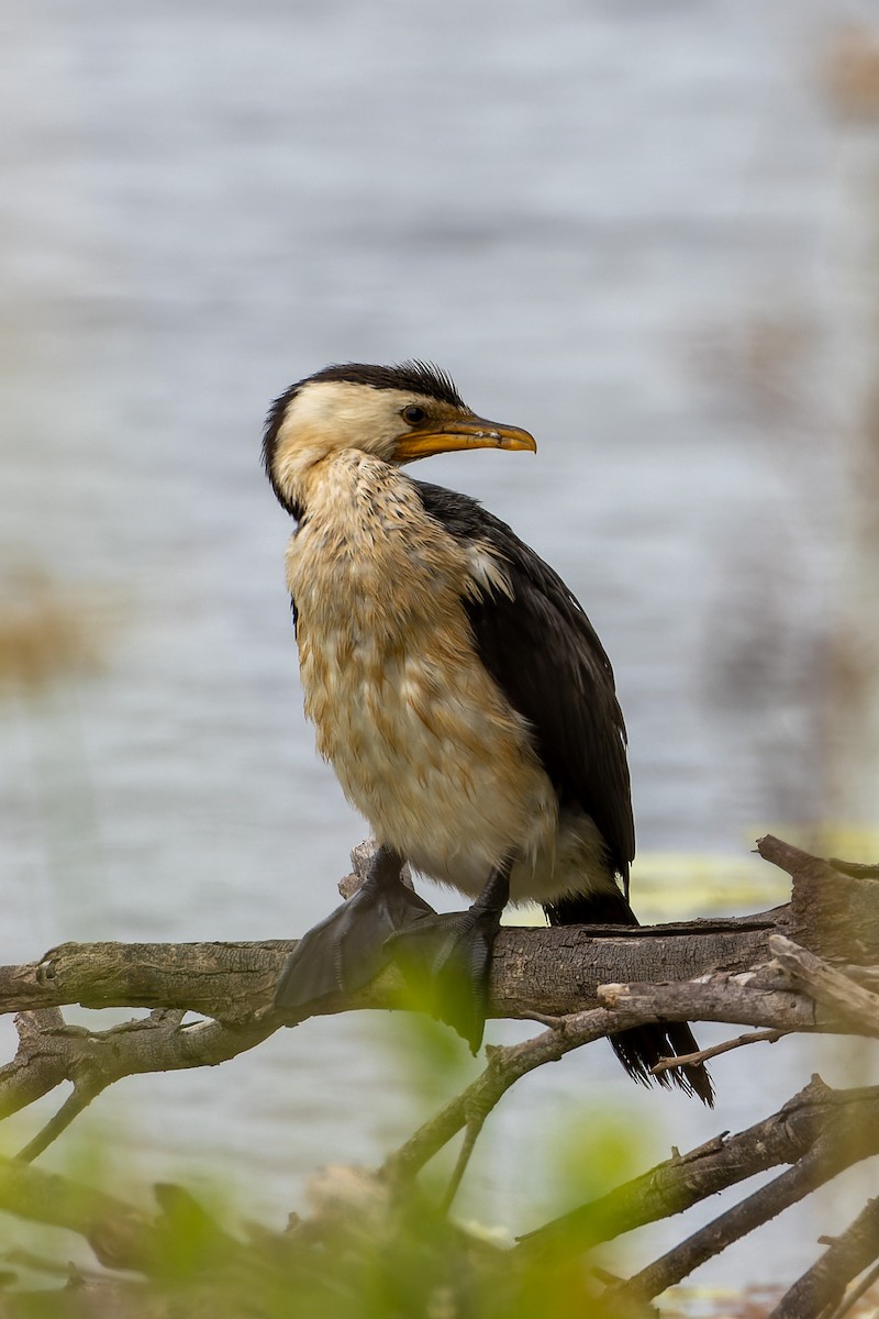 Little Pied Cormorant - ML613149540