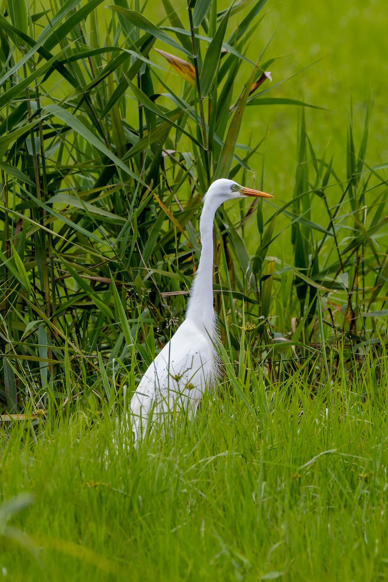 Plumed Egret - ML613149575