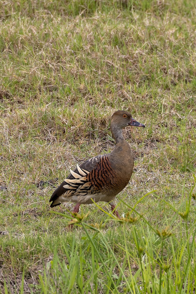 カザリリュウキュウガモ - ML613149621