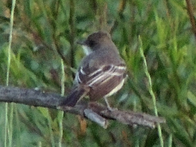 Swainson's Flycatcher - Simón Pla García