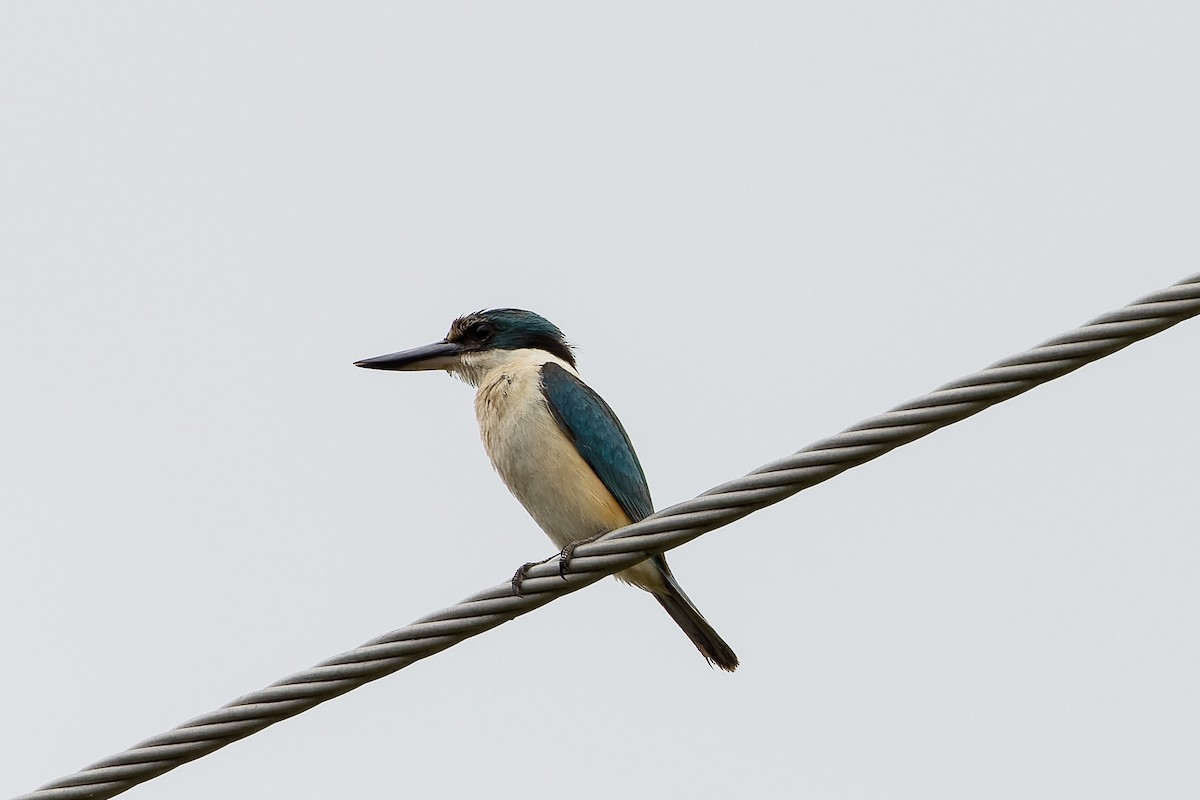 Sacred Kingfisher - ML613149695