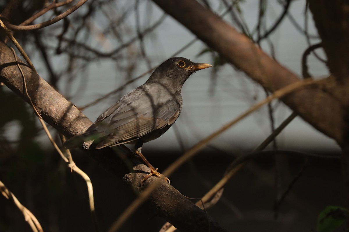 Japanese Thrush - Han-Bo Chang