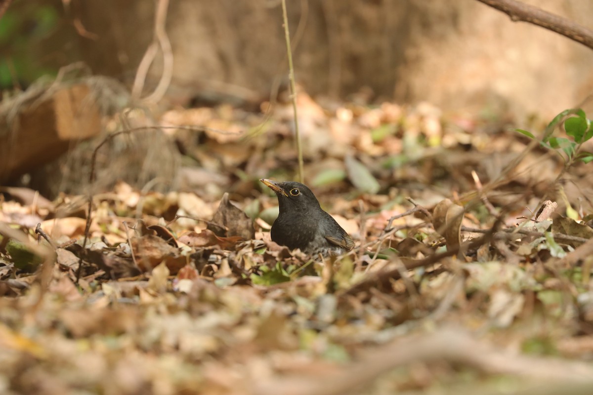 Japanese Thrush - Han-Bo Chang