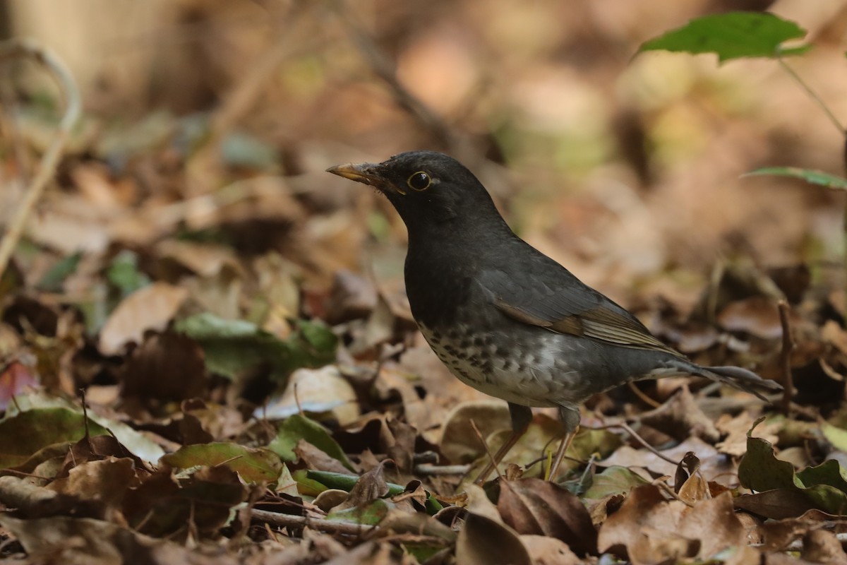 Japanese Thrush - ML613149702