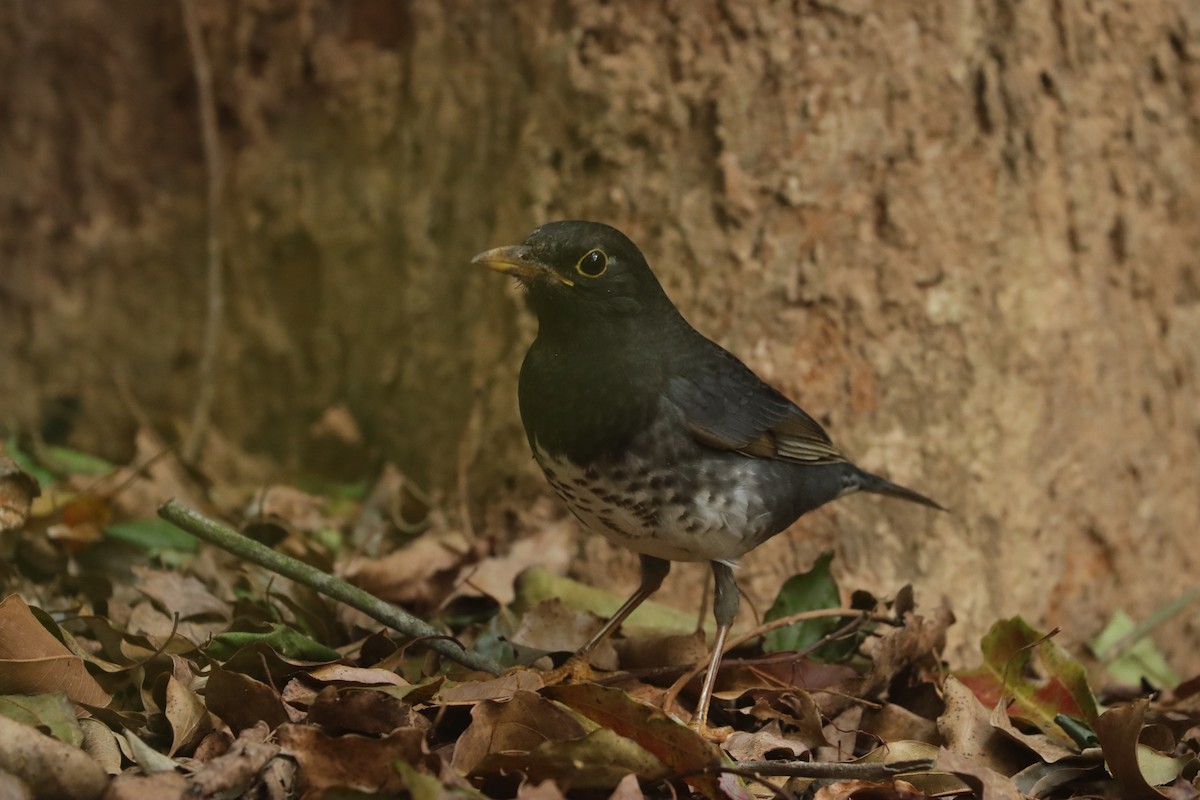 Japanese Thrush - ML613149703