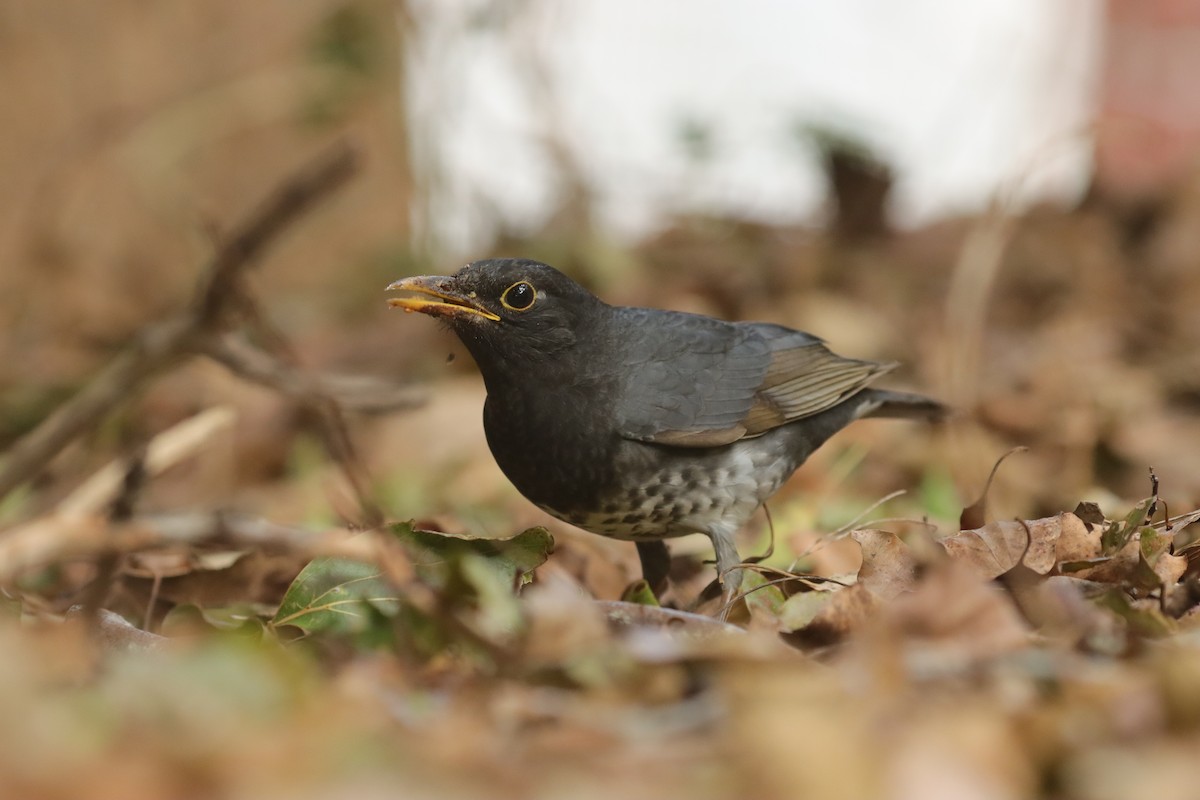 Japanese Thrush - ML613149704