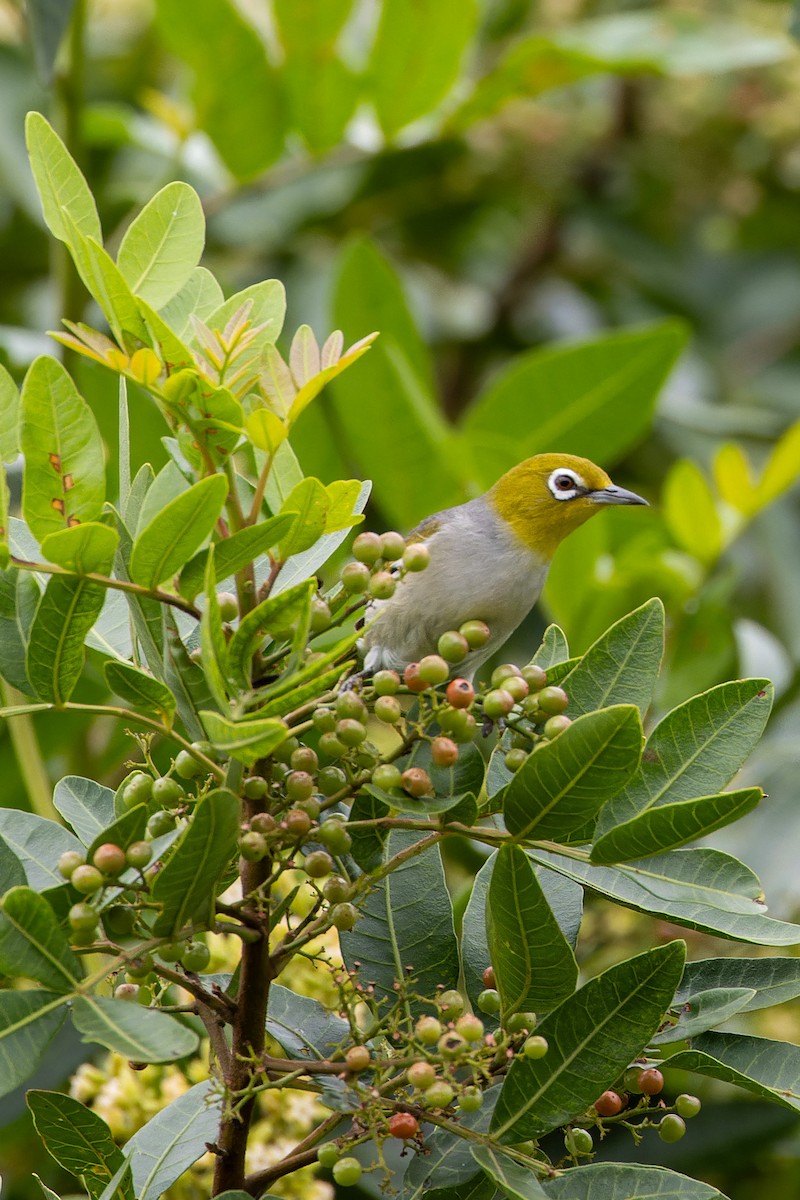 Silvereye - Carol Popple