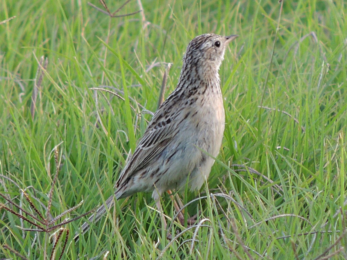 Hellmayr's Pipit - Simón Pla García