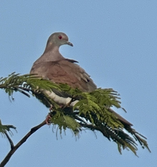 Pale-vented Pigeon - ML613149812