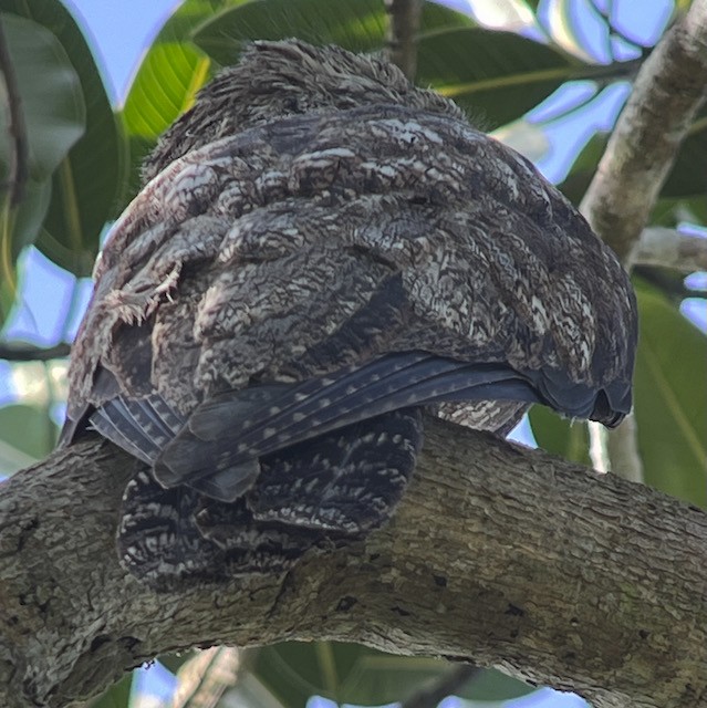 Great Potoo - ML613149823