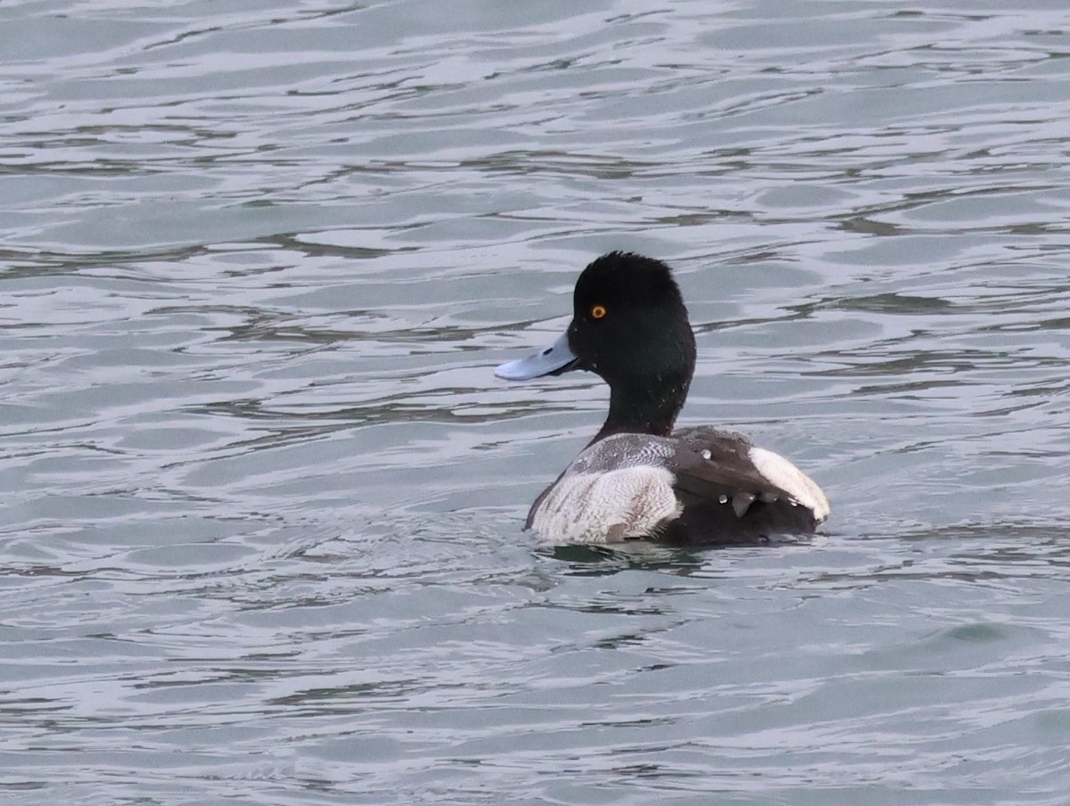 Lesser Scaup - ML613149835