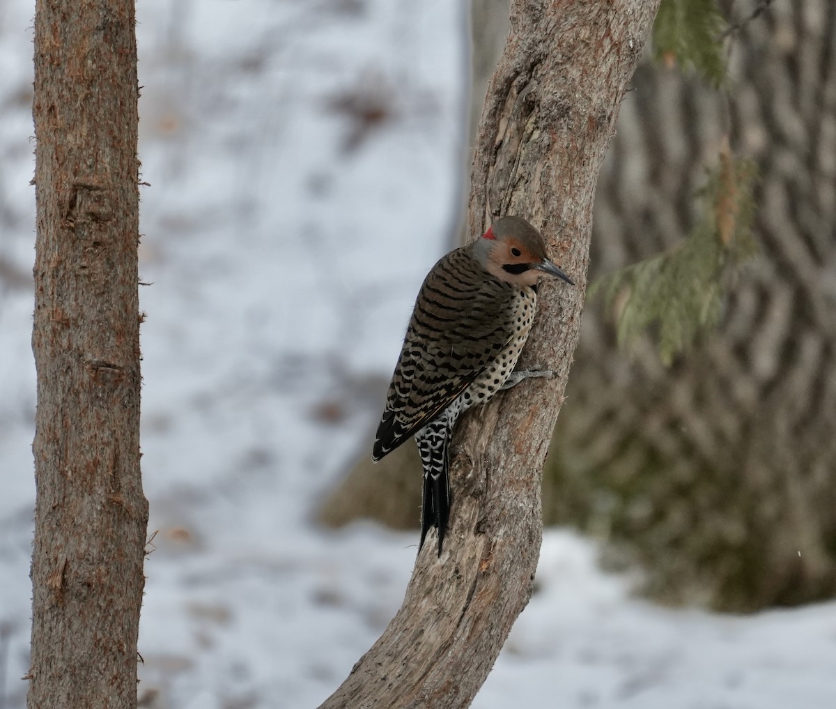 Northern Flicker (Yellow-shafted x Red-shafted) - ML613149838