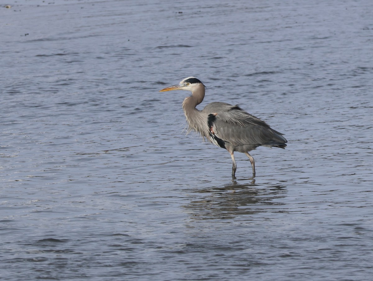 Great Blue Heron - ML613149907