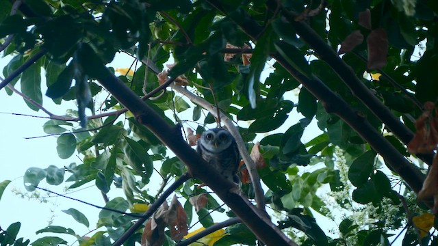 Spotted Owlet - ML613149944