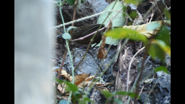 Rufous Limestone Babbler - ML613149966