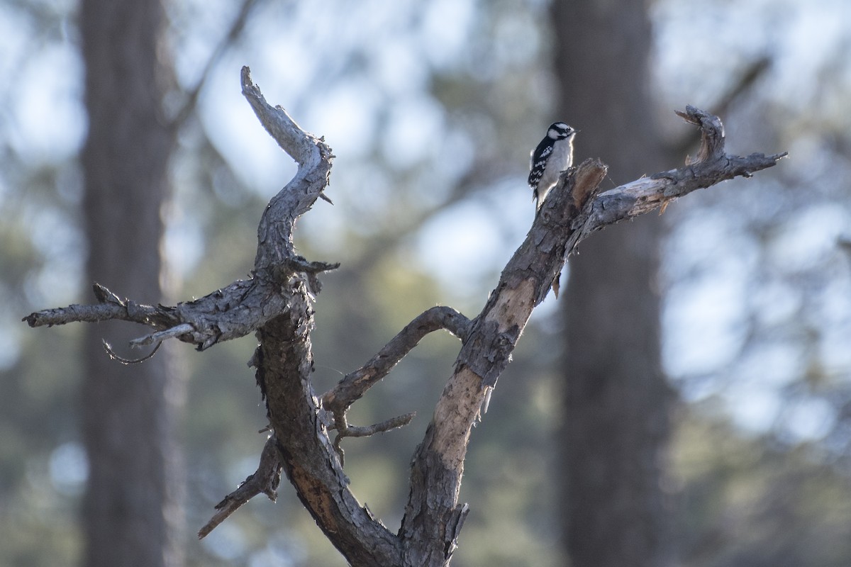 Downy Woodpecker (Eastern) - Donna Wadsley