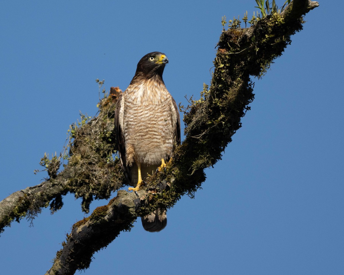 Roadside Hawk (Southern) - ML613150081