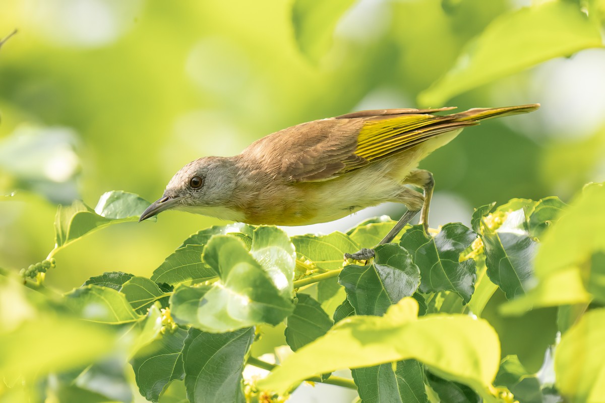 Rufous-banded Honeyeater - ML613150087