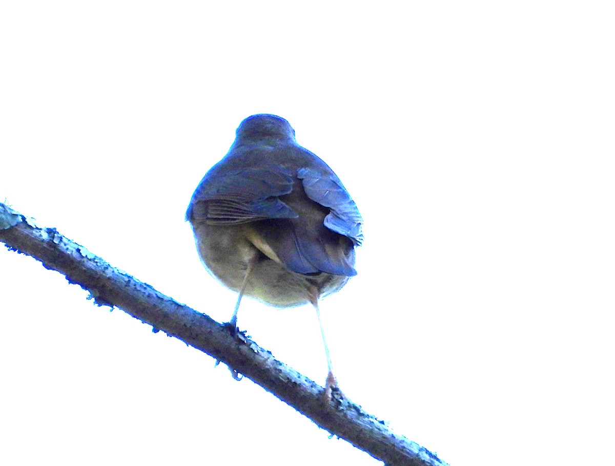 Hermit Thrush - ML613150095