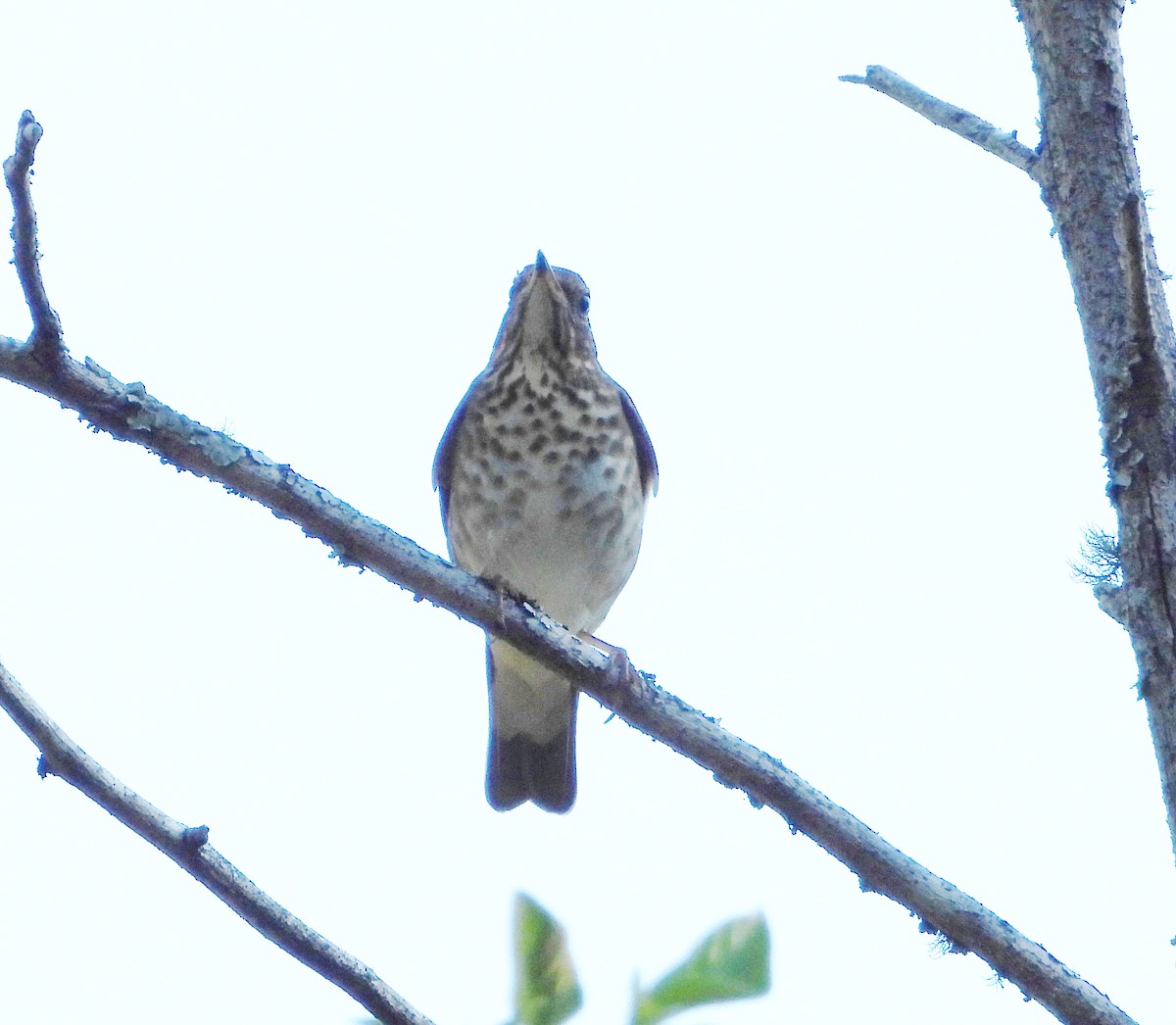 Hermit Thrush - Isaí López