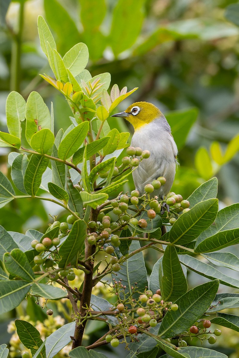 Graumantel-Brillenvogel - ML613150207