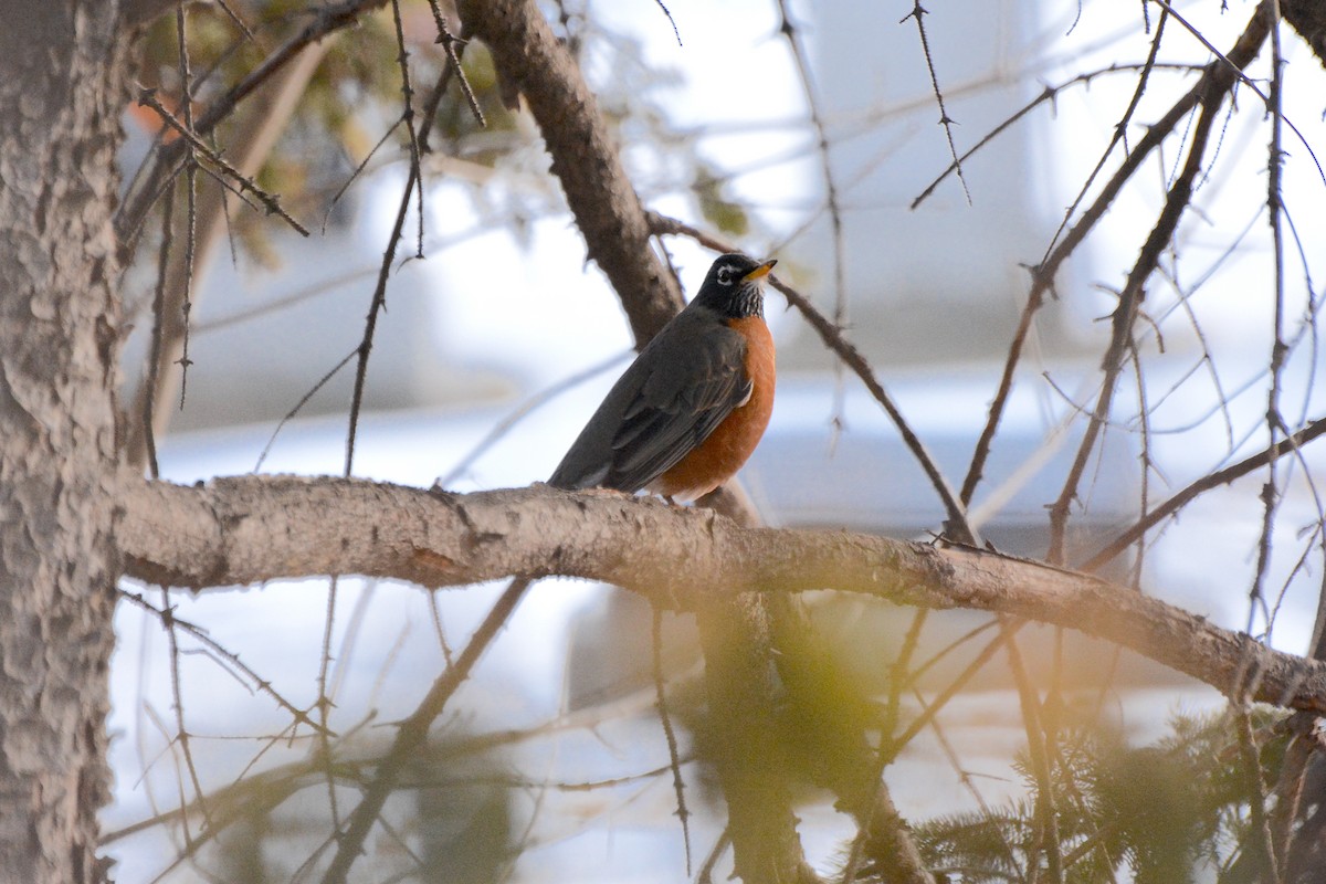 American Robin - ML613150223