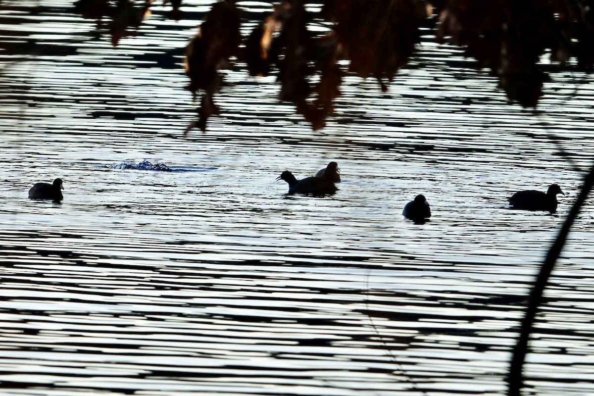 American Coot - ML613150238