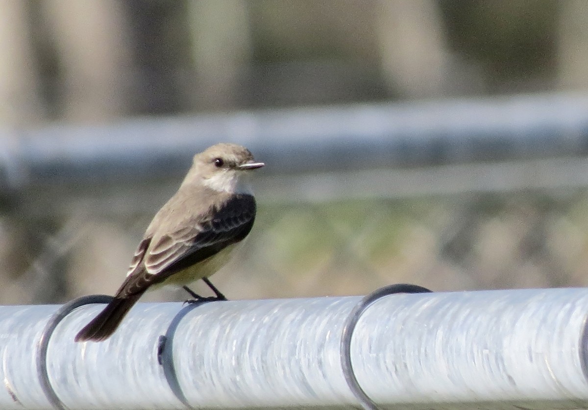 Vermilion Flycatcher - ML613150240