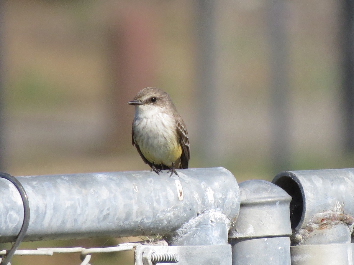 Vermilion Flycatcher - ML613150241