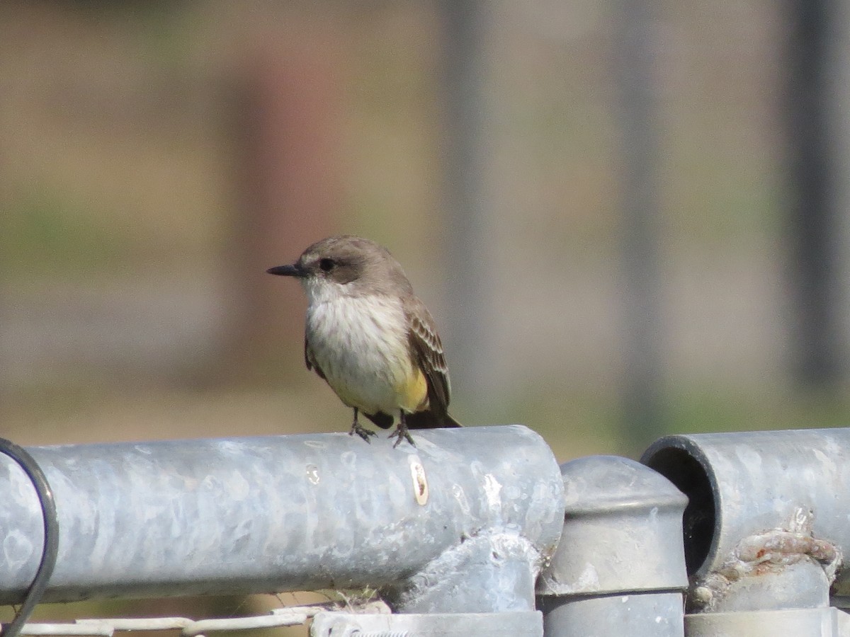 Vermilion Flycatcher - ML613150242