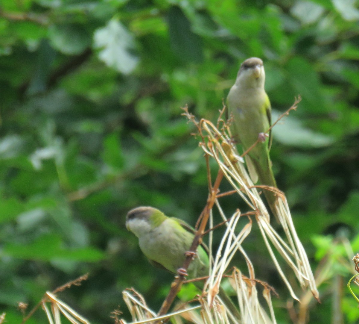 Gray-hooded Parakeet - ML613150278