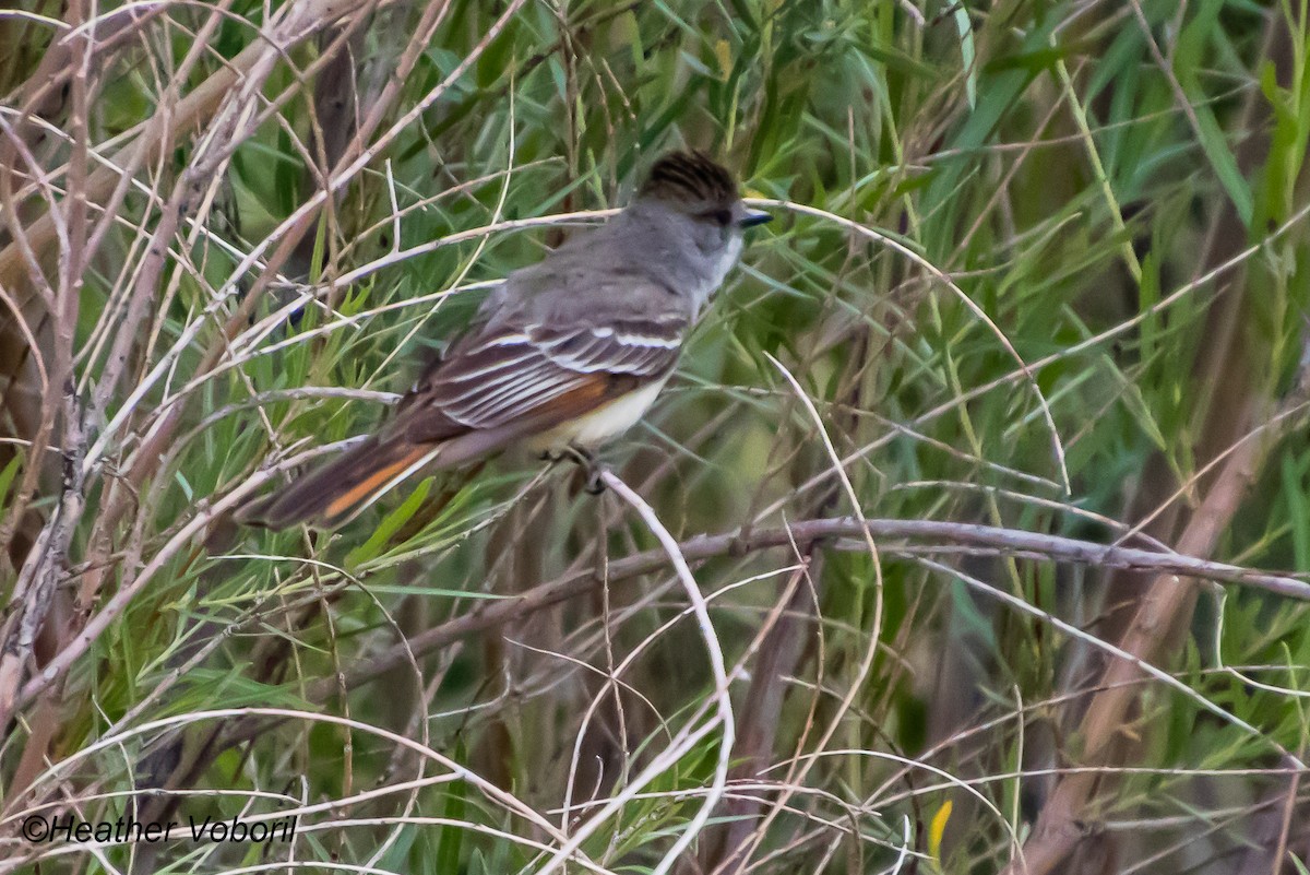 Ash-throated Flycatcher - ML613150355