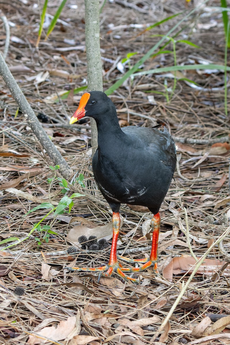 Dusky Moorhen - Carol Popple