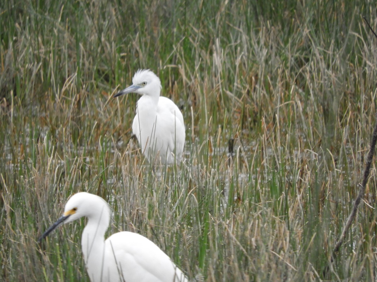 Little Blue Heron - ML613150437