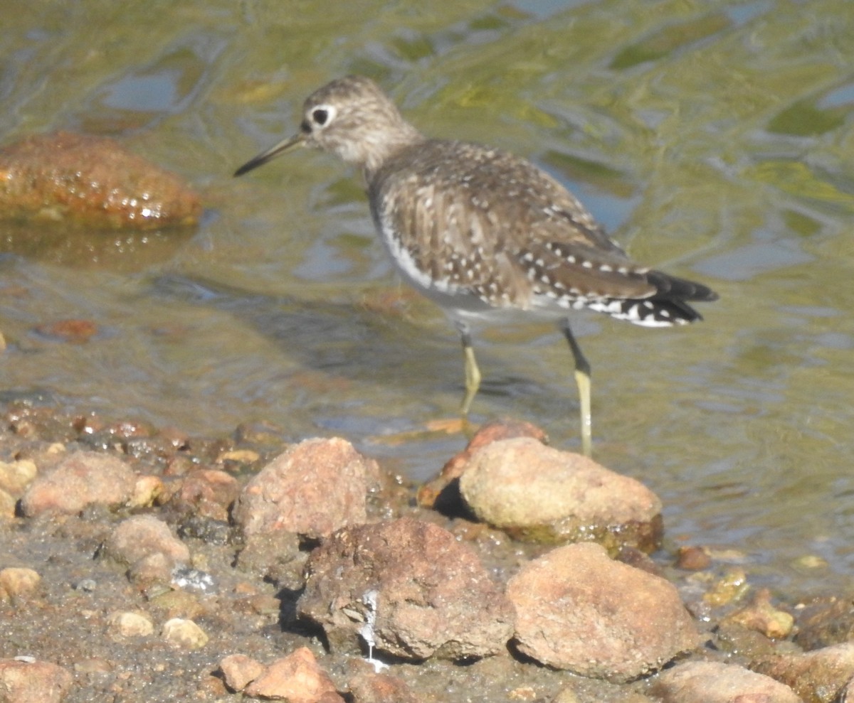 Solitary Sandpiper - Laurie DeWispelaere