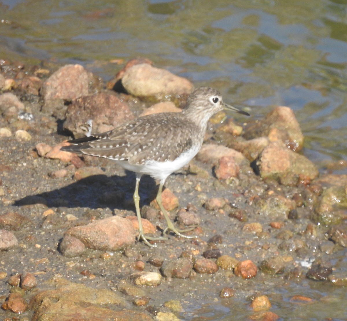 Solitary Sandpiper - ML613150448