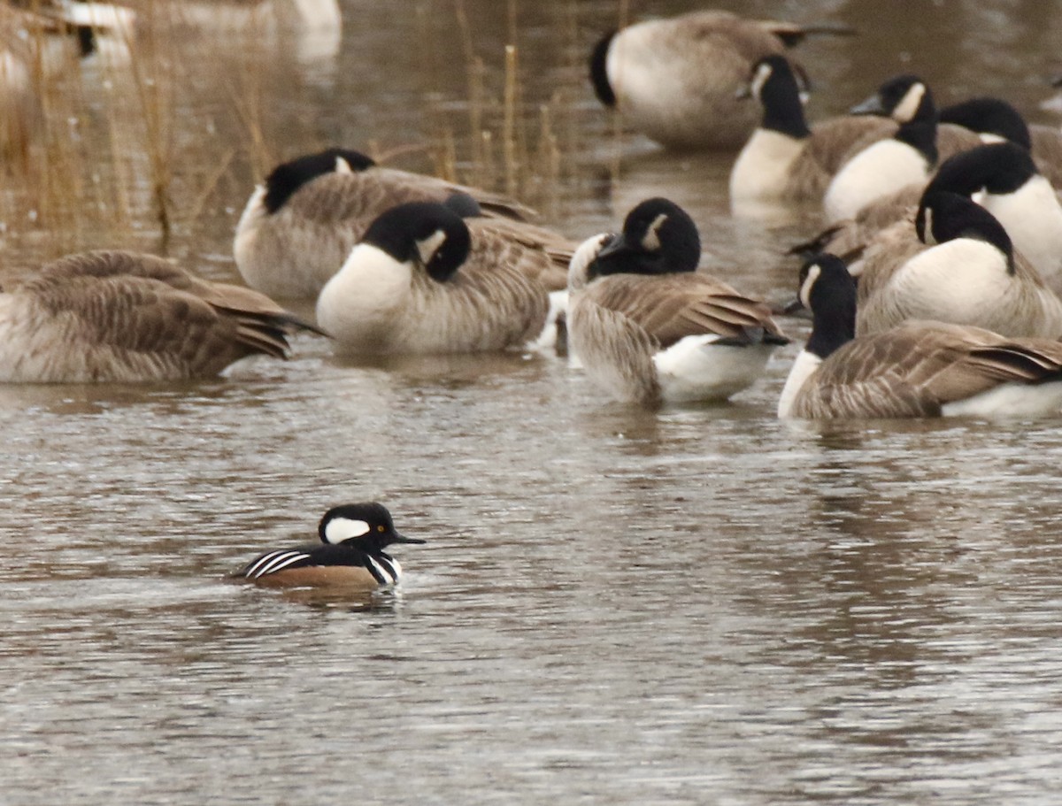 Hooded Merganser - ML613150465