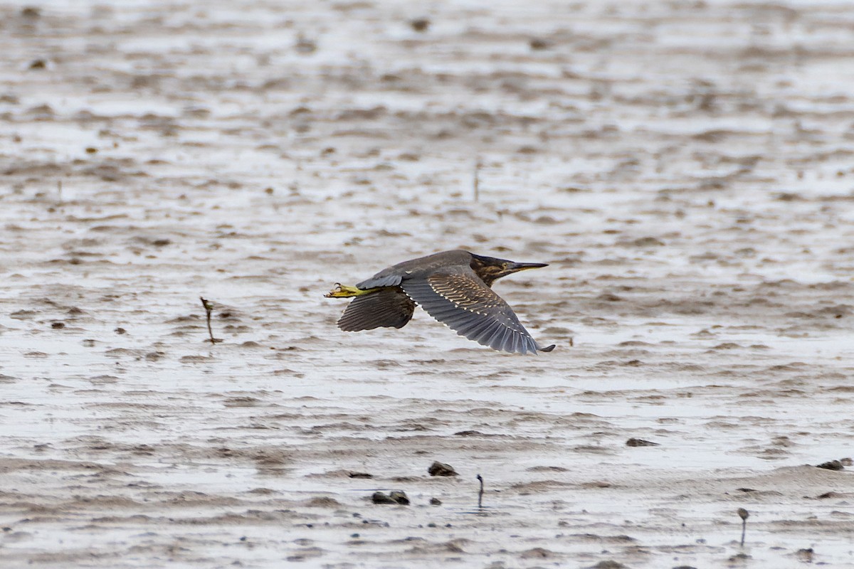 Striated Heron - ML613150467