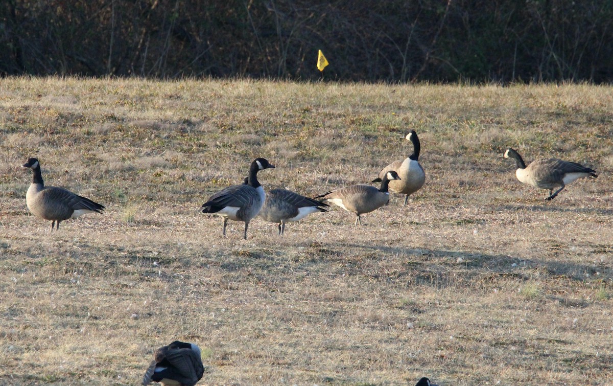 berneška malá (ssp. hutchinsii) - ML613150538