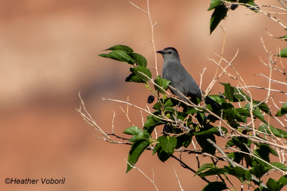 Gray Catbird - ML613150555