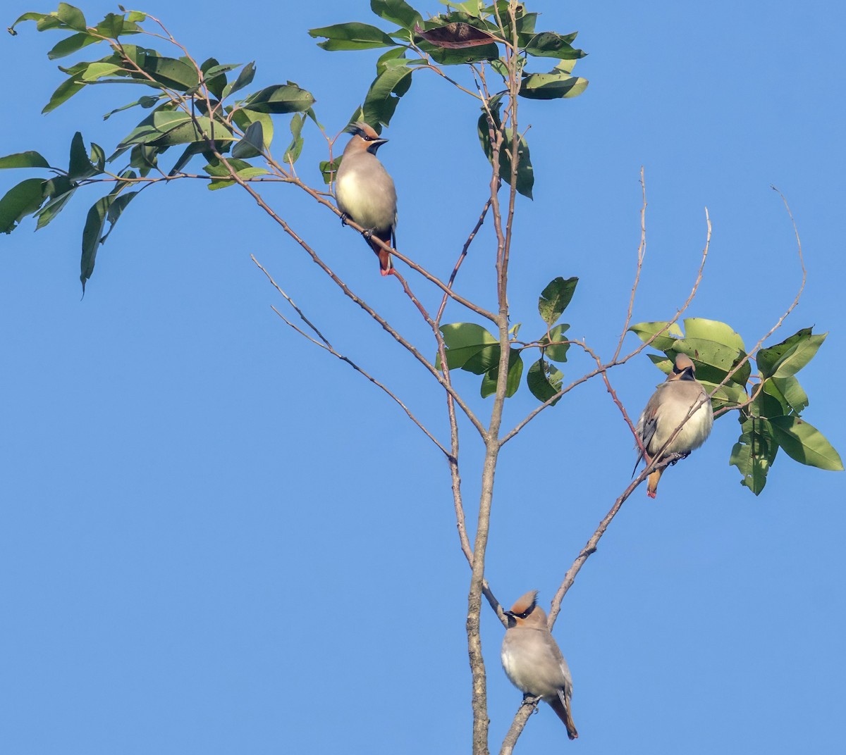 Japanese Waxwing - ML613150594