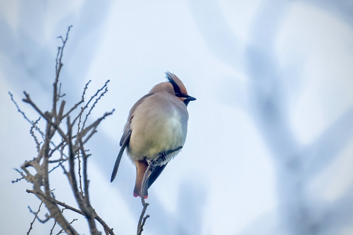 Japanese Waxwing - ML613150595