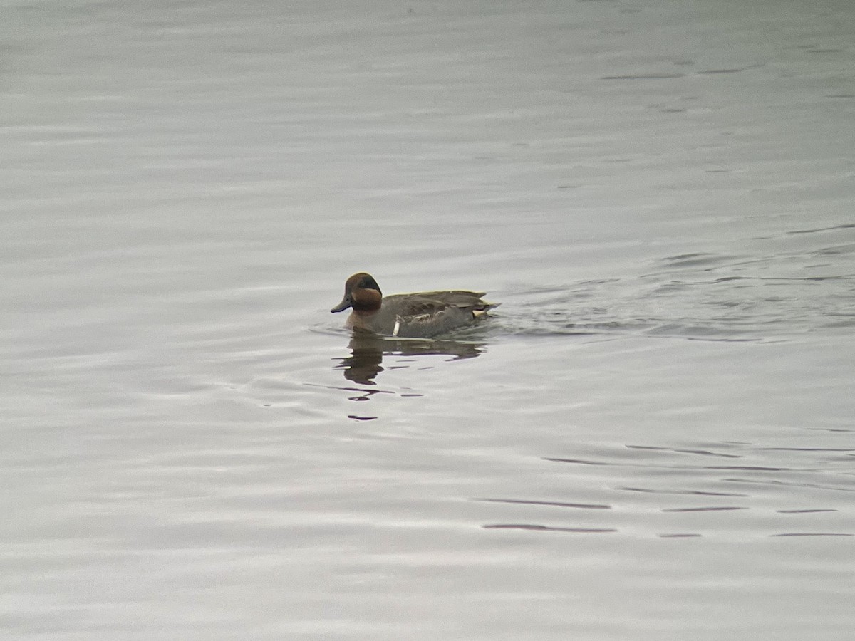 Green-winged Teal - ML613150645