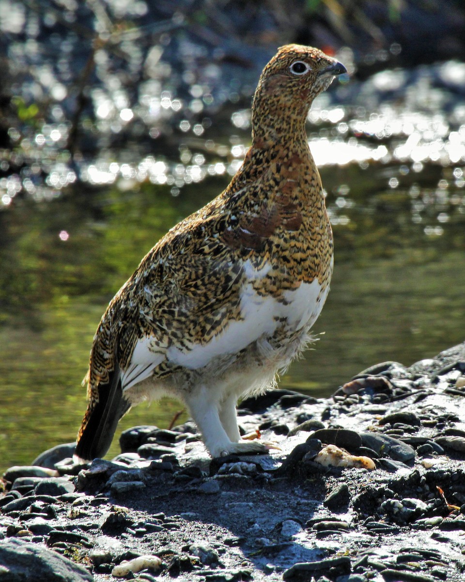 Willow Ptarmigan - ML613150666