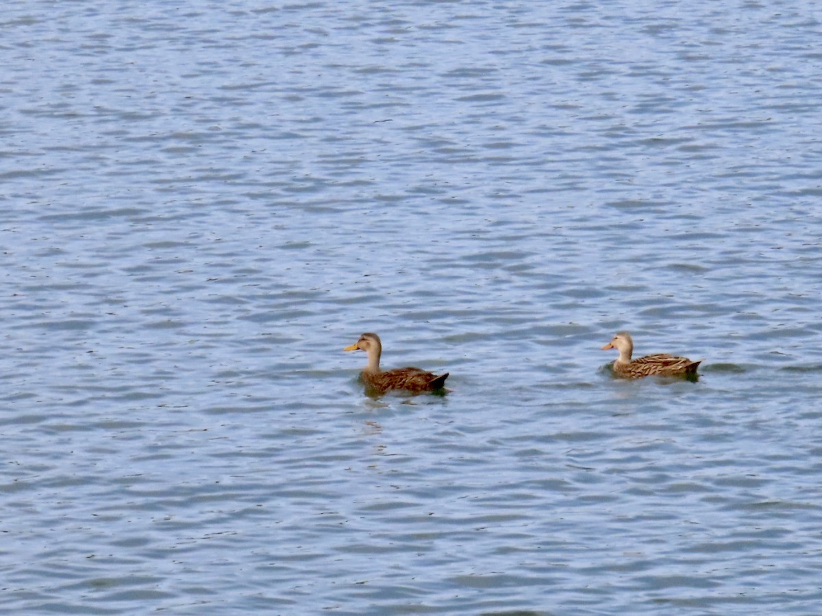 Mottled Duck - ML613150698