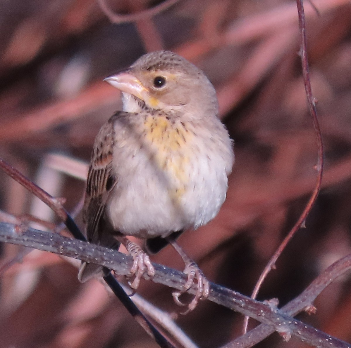 Dickcissel - ML613150728