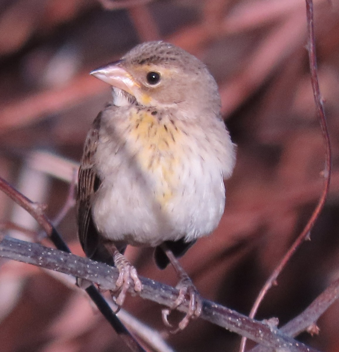 Dickcissel - ML613150729