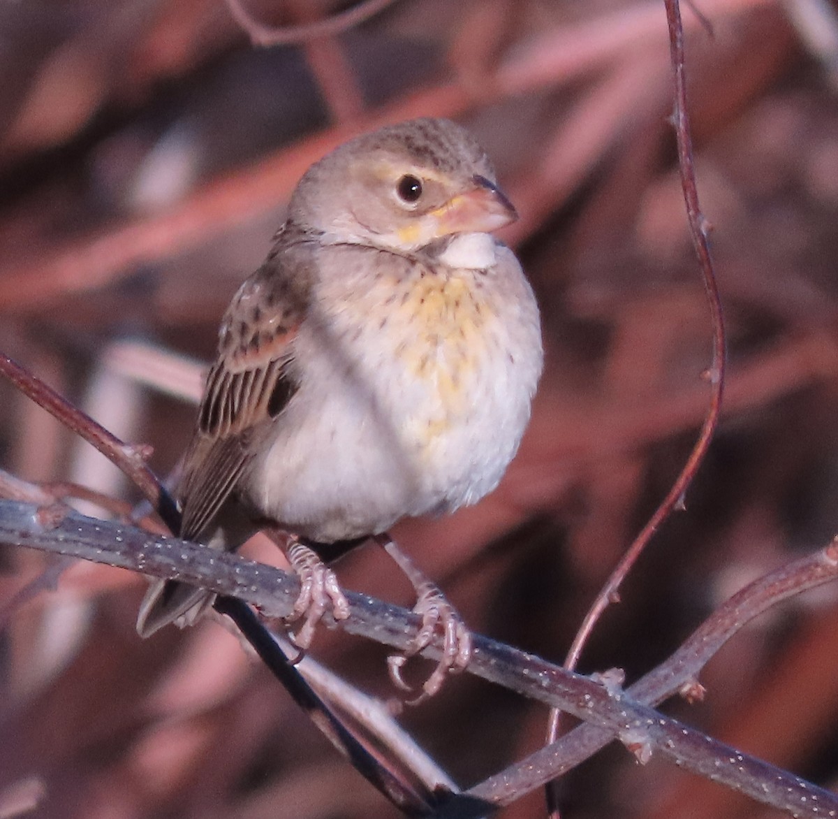 Dickcissel - ML613150732